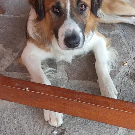 Il Colle Del Contadino Vakantieboerderij *